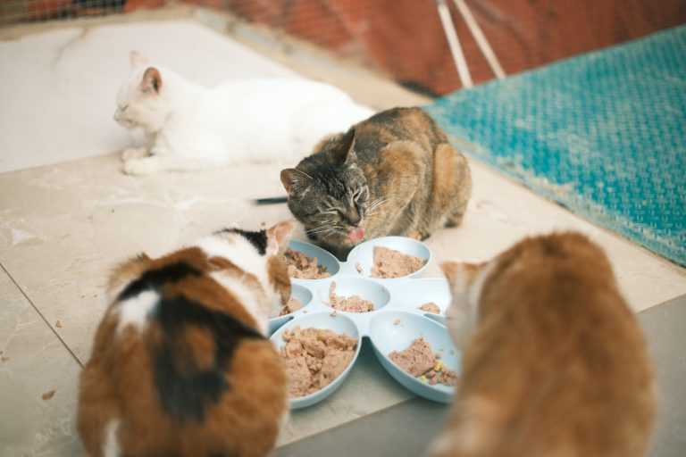 Top Quality Cat Food for Your Feline Companion